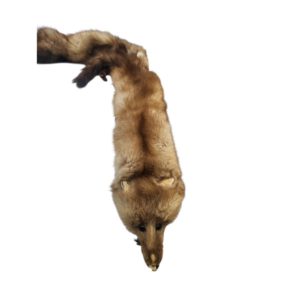 3 Fox Fur Stole Wrap Scarf With Face, Tail, Paws And Claws. - Picture 2 of 3